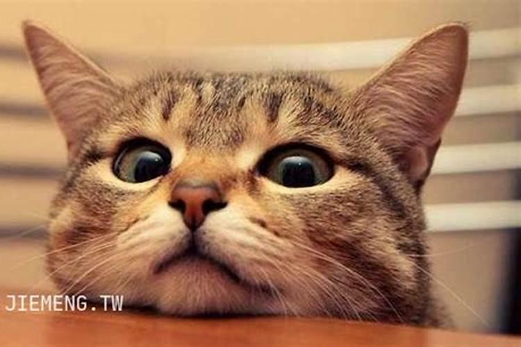 梦见猫说人话是什么预兆？