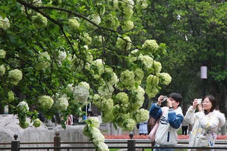 清明节成都哪里踏青赏花呢？