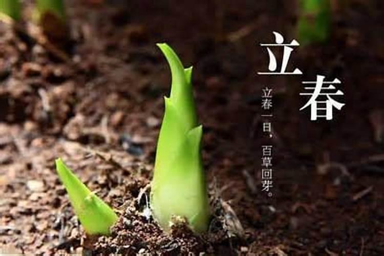 1981年什么时候立春？