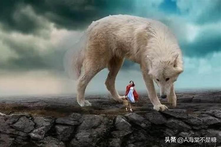 梦到动物是什么意思？