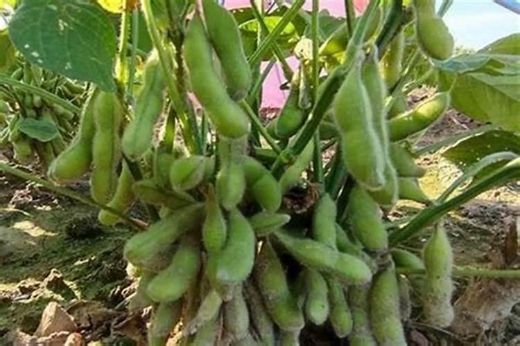 八月十五的毛豆几月种合适？
