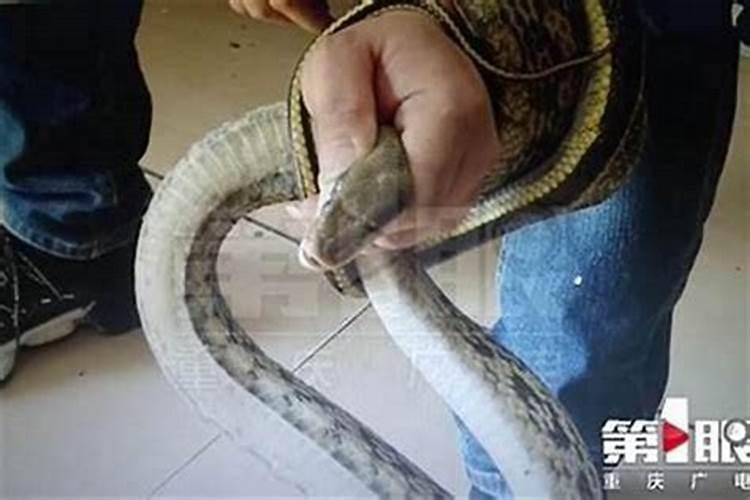 梦见蛇是什么预兆梦见蛇缠在腿上？