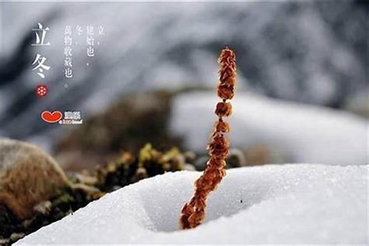 立冬后养牛注意什么事项？