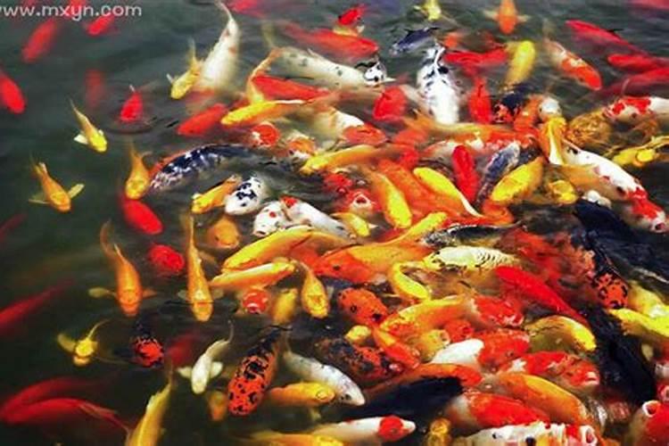 梦见很多红色鲤鱼在水里游？