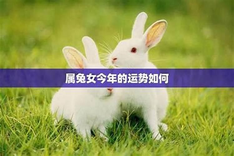 兔子4月份运势如何？