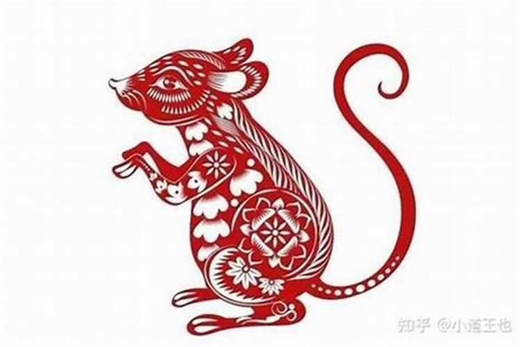 属鼠明年运势如何？