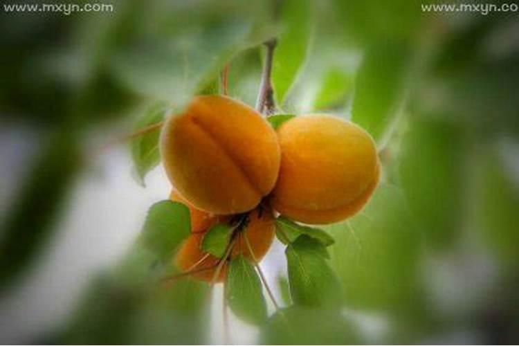 梦见摘杏子是什么意思？