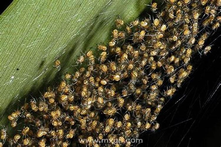 做梦梦见蜘蛛是什么意思？