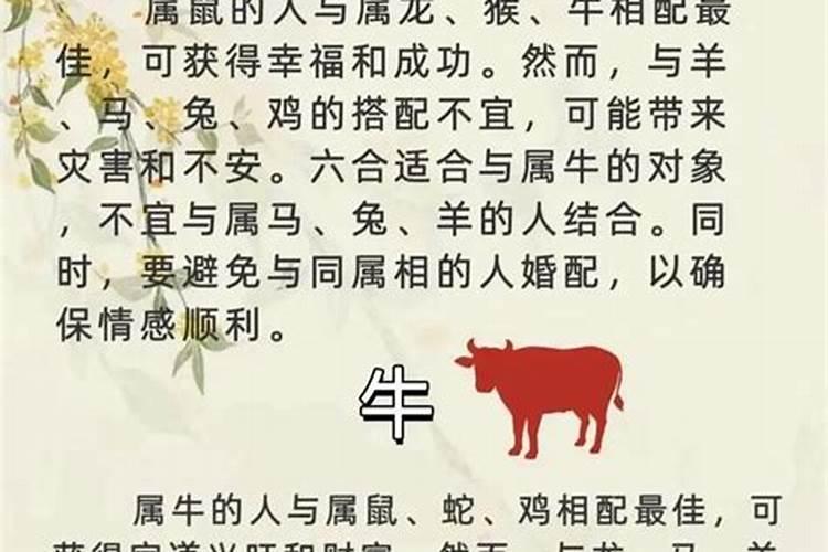 男牛女牛合婚怎么样？
