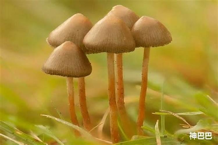 梦到蘑菇是什么意思？