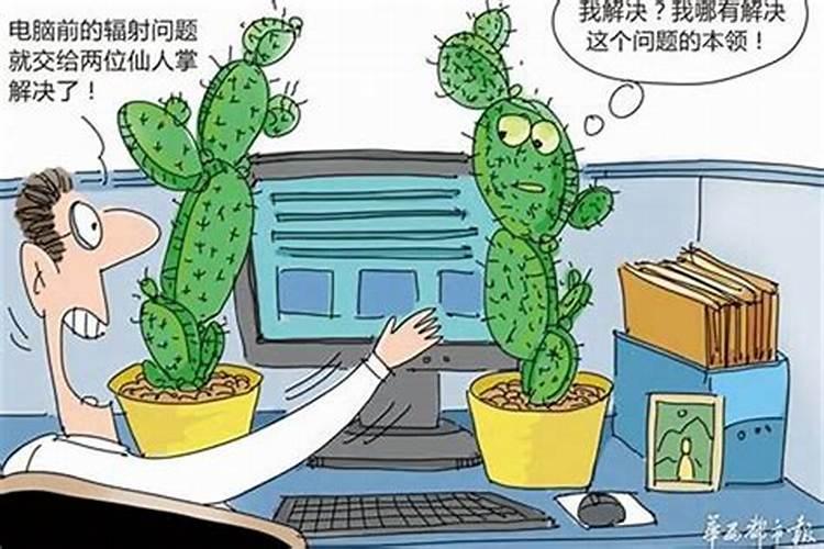 犯小人化解用仙人掌吗？