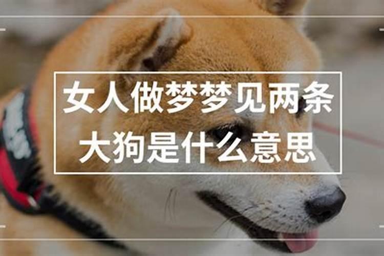 梦见几条狗是什么意思？