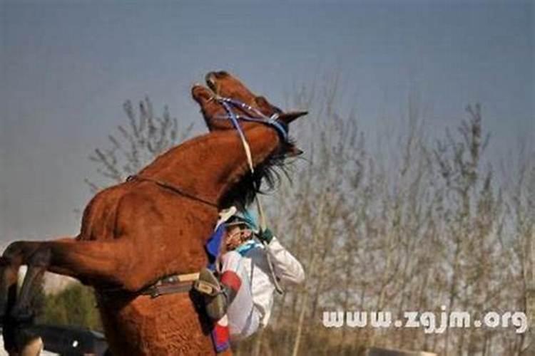 梦见马惊了乱跑被别人逮住了