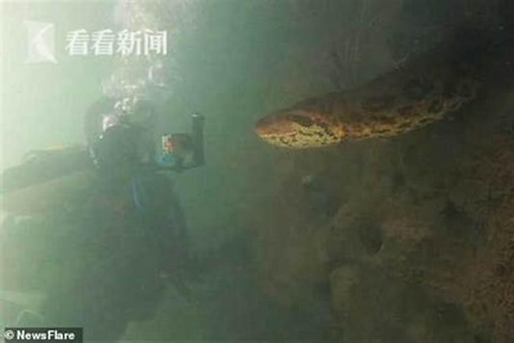 梦见巨蟒在水中游走