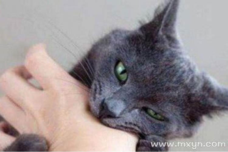 梦到猫咬我是什么预兆？