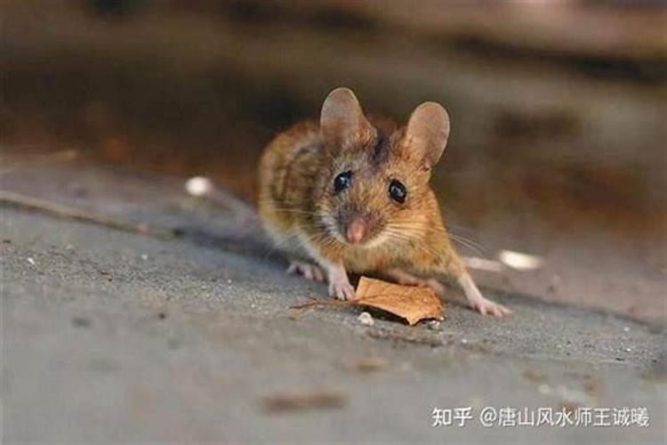 梦见看到别人捉到老鼠