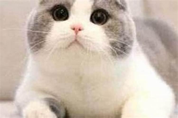 梦见猫是什么意思？