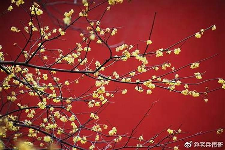 腊月梅花开鸿运正当头