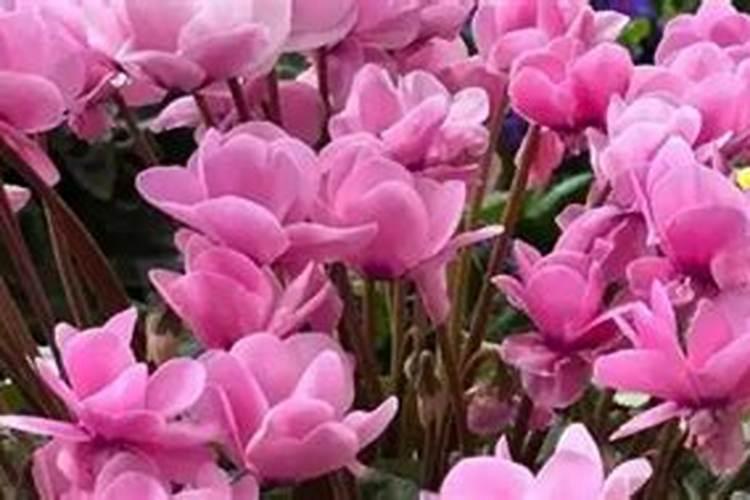 春节开的花有哪些？