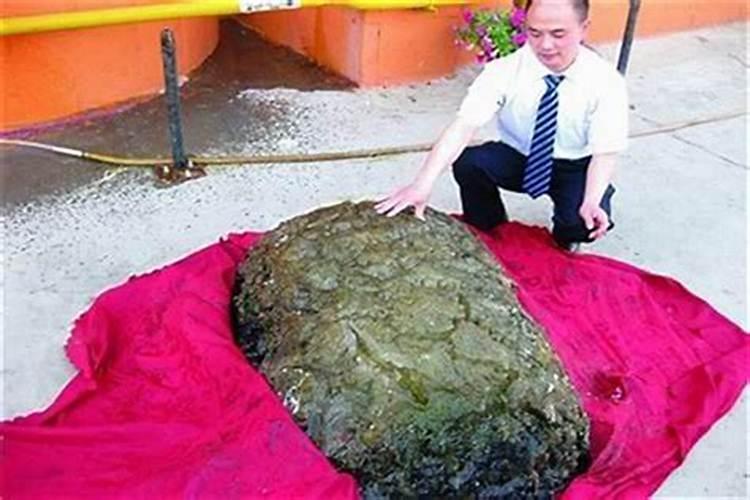 挖出来的太岁怎么保存？