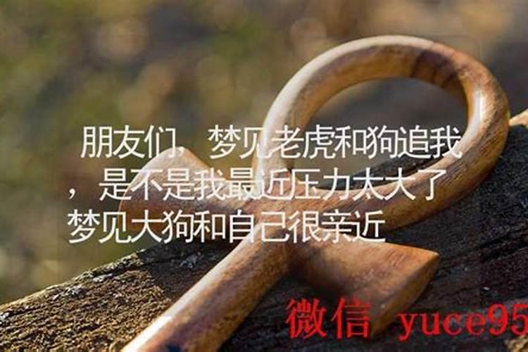 梦见大狗和自己很亲近周公解梦
