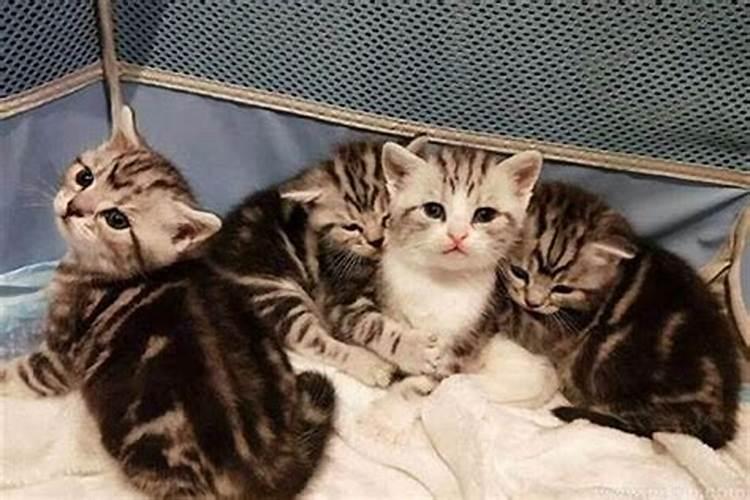 梦见猫生了两只小猫死了一只