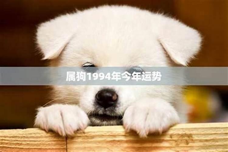 1994年属狗的今年运势怎么样？