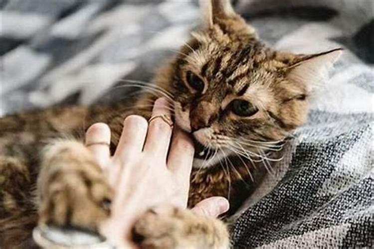 梦见猫咬我手不松口有什么预兆？