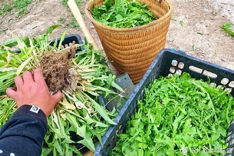 立夏节气采挖哪些野菜？