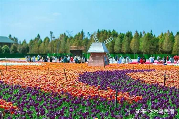 日本清明节哪里看花？