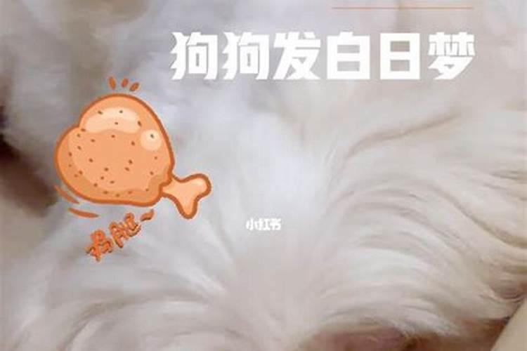 梦见狗死了是什么意思解梦？