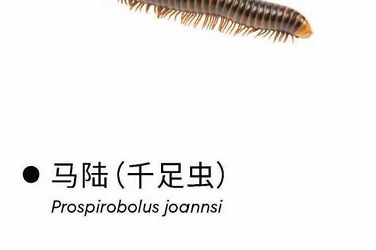 梦见很细很长的虫子