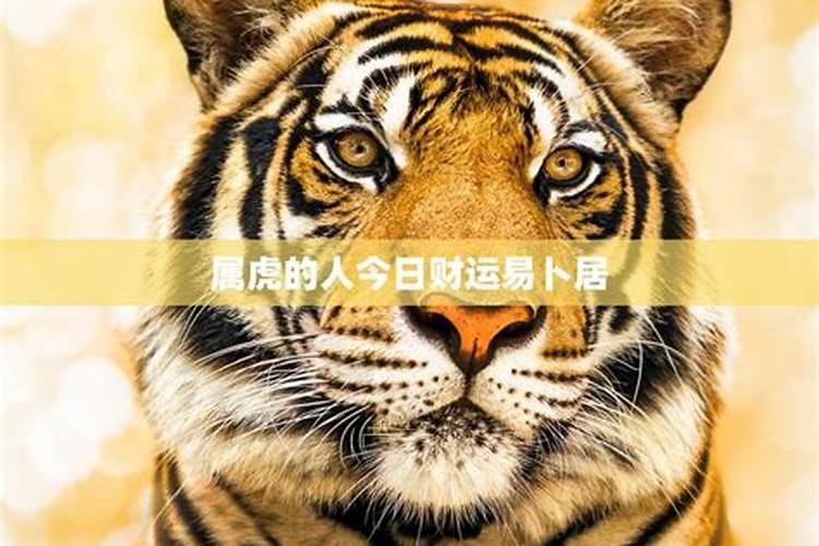 属虎的今日运势和财运如何？