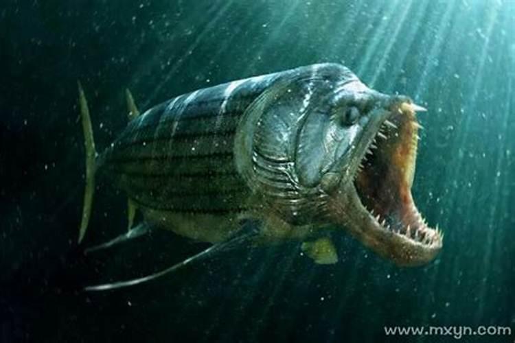 梦见好大的鱼是什么预兆？