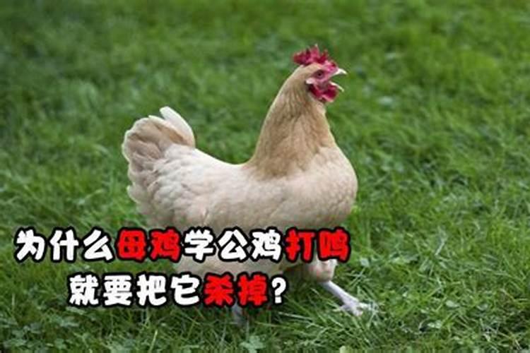 母鸡打鸣有什么征兆？