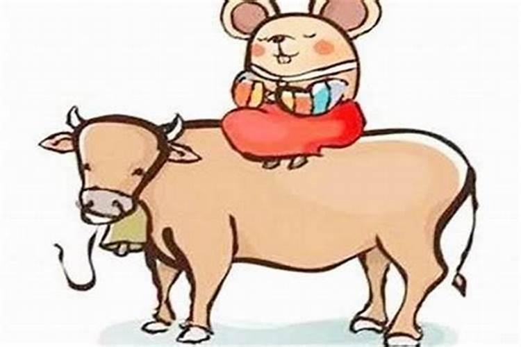 属相鼠和牛婚配好吗？