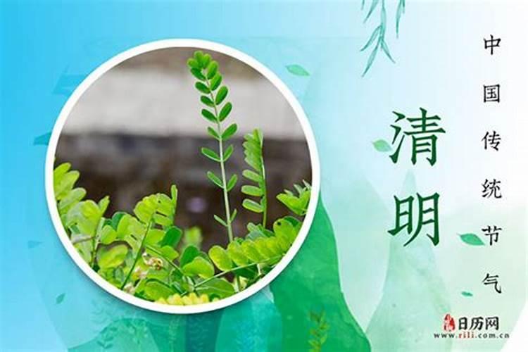 农历清明节是几月几日呢？
