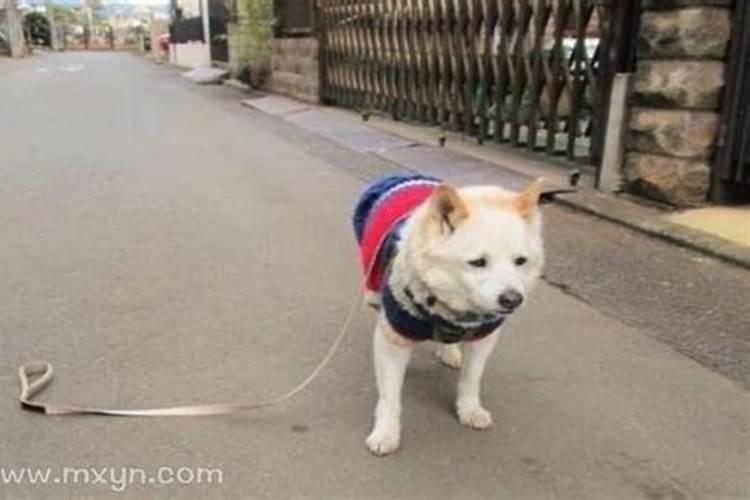 梦见狗丢了又找到了是什么意思啊？