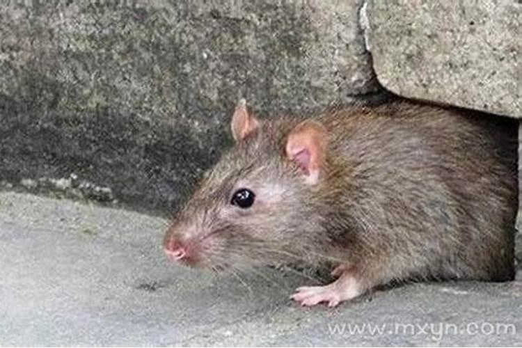 梦见死老鼠是什么情况？