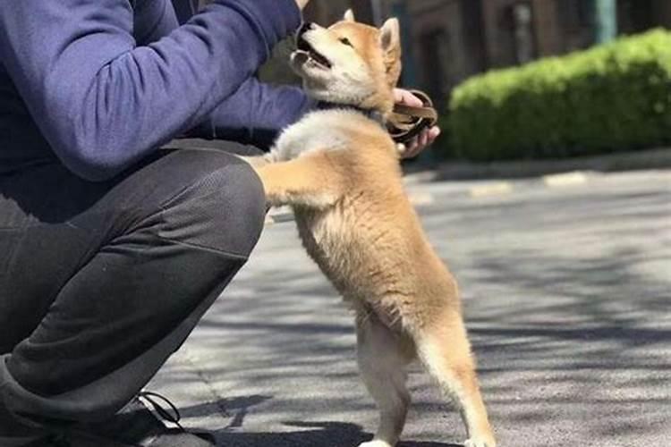 梦见狗热情往身上扑