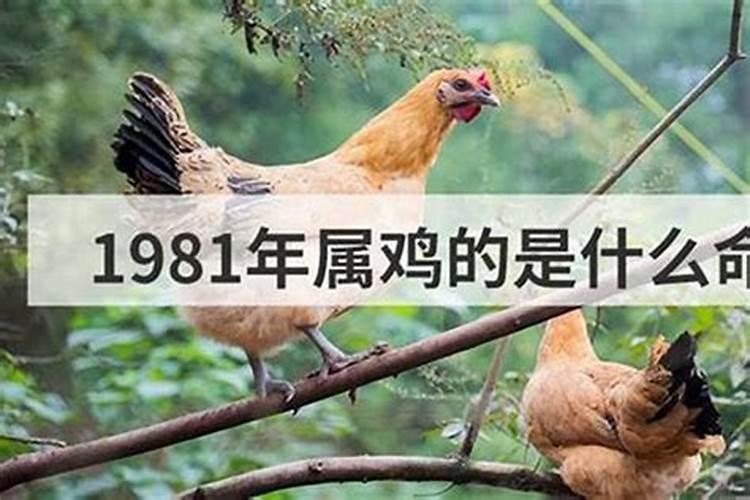 1981的鸡是什么命？