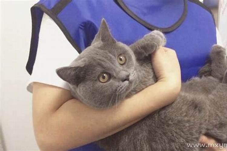 怀孕梦见抱了别管的猫