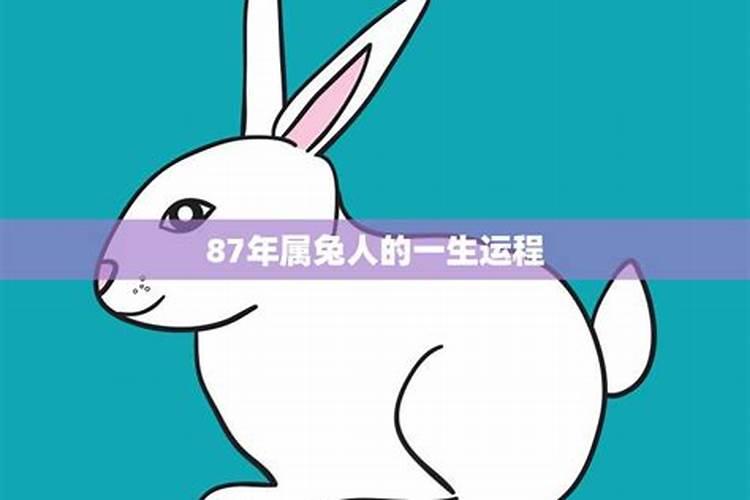 87年兔子一生运势