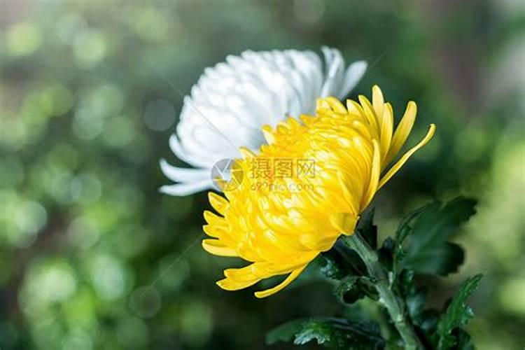 清明节前后开的花有哪些？
