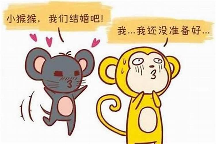 鼠和鼠的婚配属相好吗？
