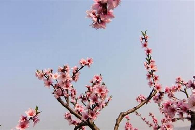 什么是桃花命？