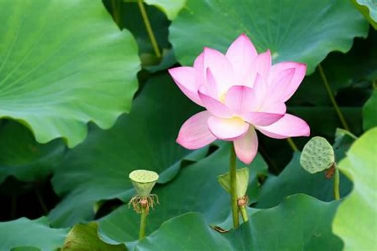 澳门立夏是什么风俗？