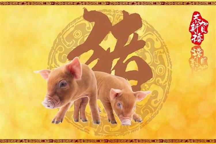 属猪怎样提高偏财运？