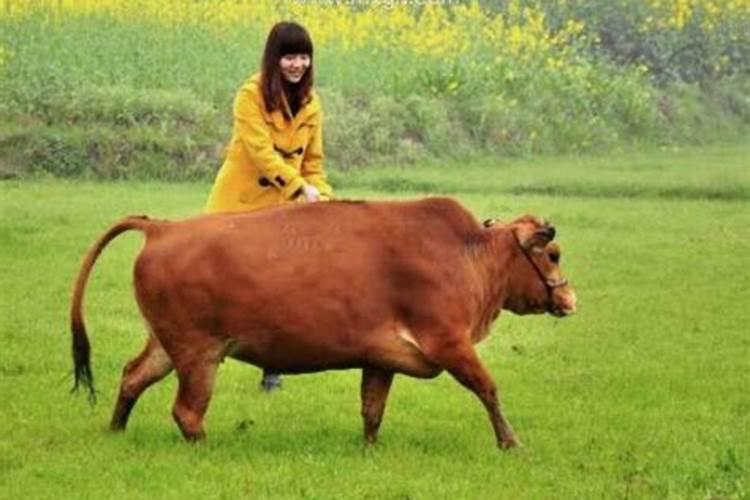 梦见牛在房顶是什么意思啊？