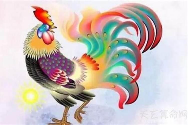 为何属鸡的不怕本命年？